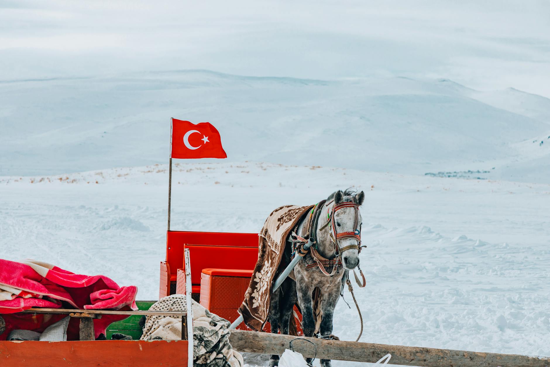 Sanie z koniem i turecką flagą na ośnieżonej równinie zimą